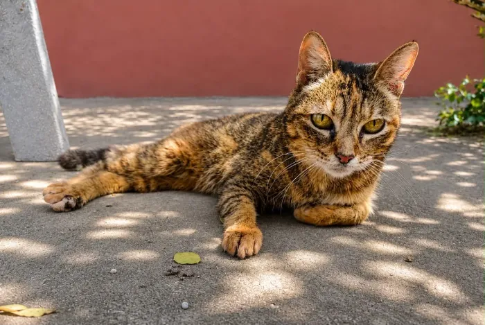 Ninguém quer adotar essa gatinha dificiente das patinhas de trás