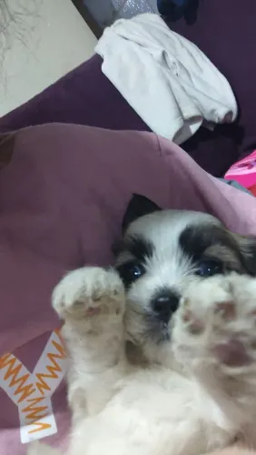 Filhotes Lhasa Apso