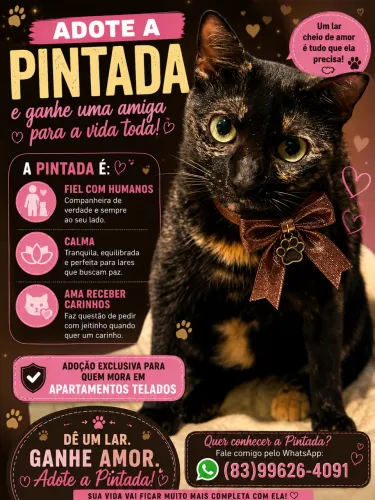 Doação de gatos