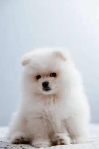 Spitz Alemão Uma Fofura ?