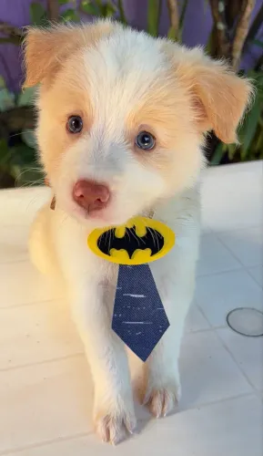 Filhotes de Border Collie PRONTA ENTREGA