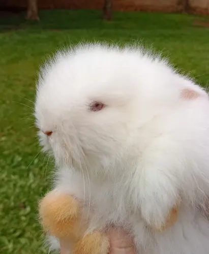 Mini coelho Teddy Dwerg