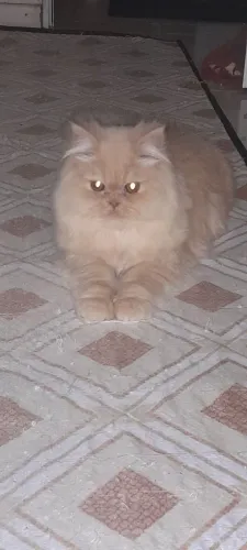 Procuro gata persa femea de 8 a 9 meses