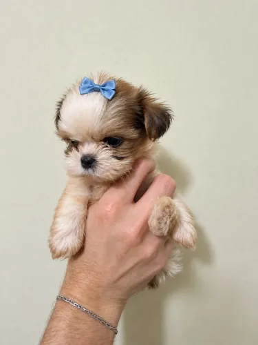 Cachorro