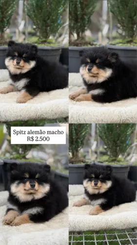 Filhotes de Spitz alemão