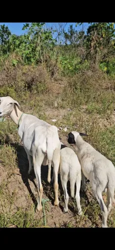 Ovelha e 2 filhote