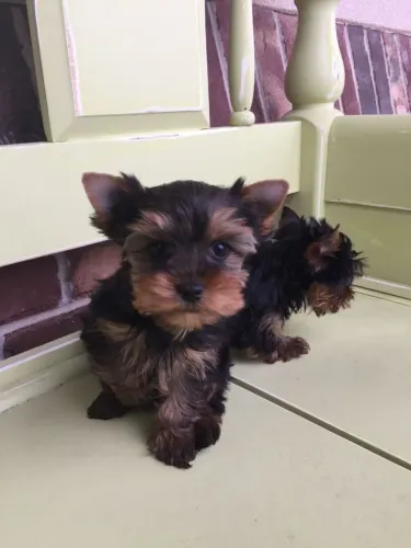 Um Novo Amor de Quatro Patas Yorkshire fêmea 
