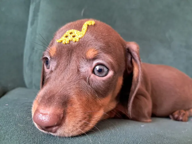 Cofap dachshund bebês 