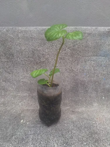 Muda Pariparoba