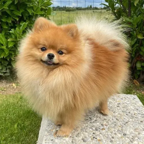 vendo lulu da Pomerânia *