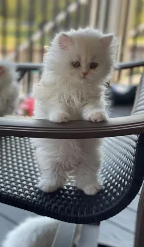 gatinho persa - leve o seu