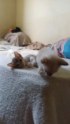 Doação de gatinhas