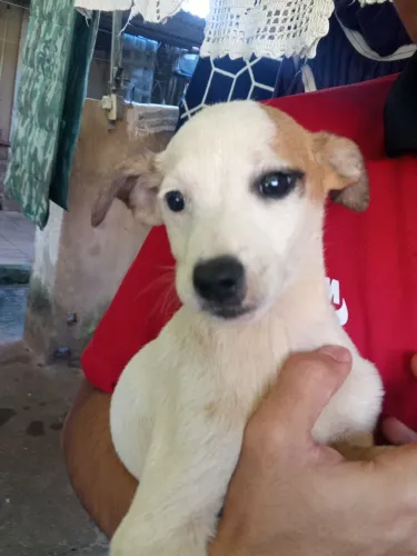 Lindos cachorrinhos machos 