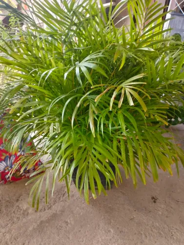 Vendo planta Palmeira