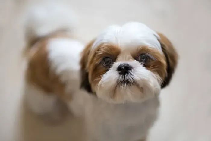 Lindos Filhotes Shih Tzu ?