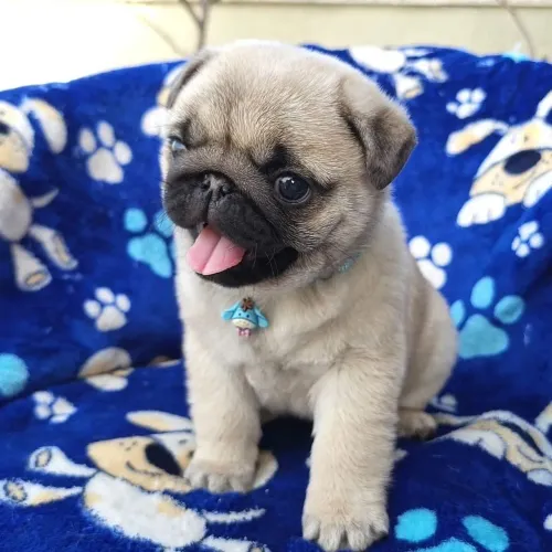 Filhotes de Pug