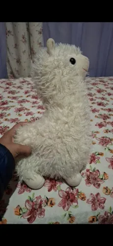 Urso