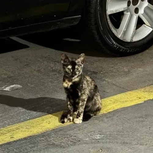 Gata fêmea filhote para doação 