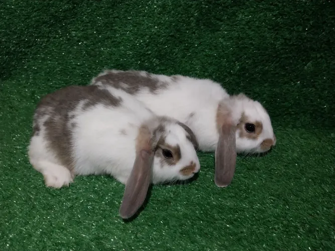 Coelho mini lop