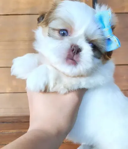 Shih tzus minis raros vacinados