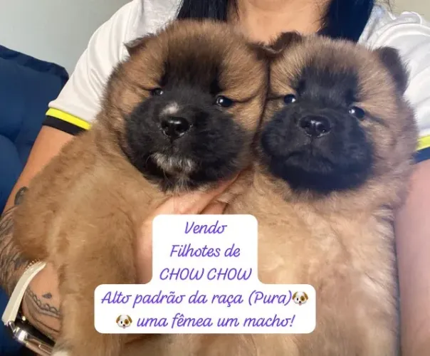 chow chow