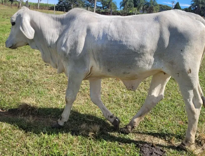 Novilha bruta mansa
