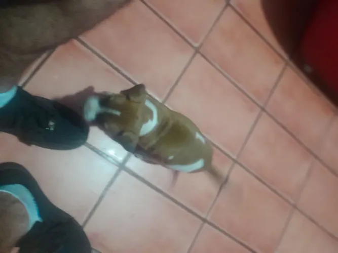 Doação cachorro vira lata 2 meses tou doado pois tenho 7 cachorro este é bonitinho