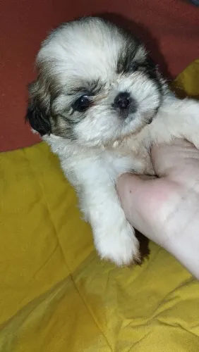 Shitzu macho 