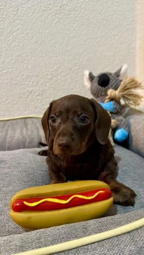 Lindos filhotes da raça darcshund chocolate