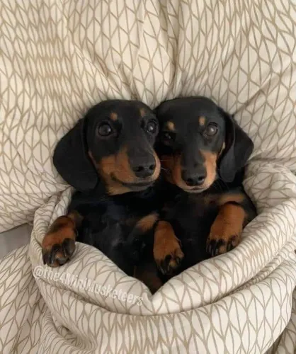 Dachshund Torna Companhias Ainda Mais Divertidas