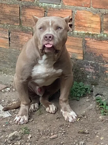 Pit monster de 6 meses neto do mandíbula