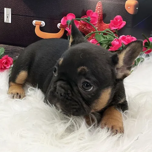 BullDog Francês/ Ideal para sua família