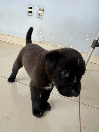 Doação de filhotes de chow-chow com Pitbull Terrier RedNose