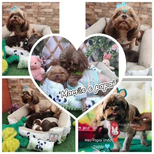Filhotes de shih Tzu chocolates