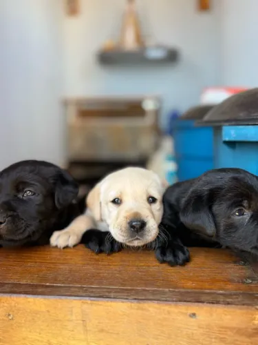Labrador 