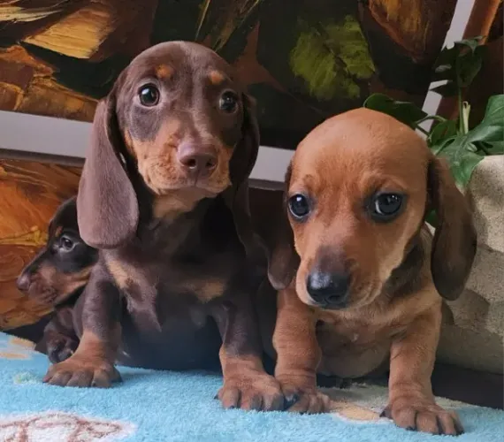 Teckel-Basset - O Querido Mofadinho, Com Pedigree!!