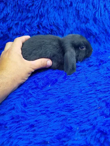 Mini coelho olhos castanhos