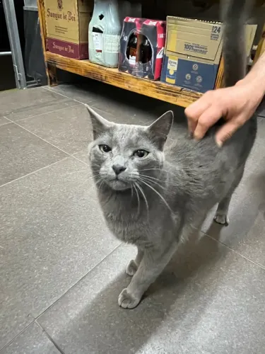 Adoção Responsável - Gata Adulta Fêmea