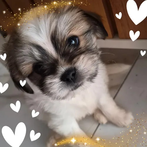 Shih tzu macho micro de mais . Aceito cartao 