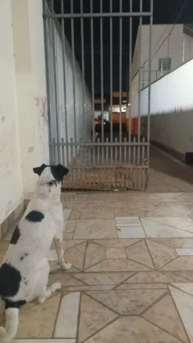 Dou cachorro ? não tenho mais condições