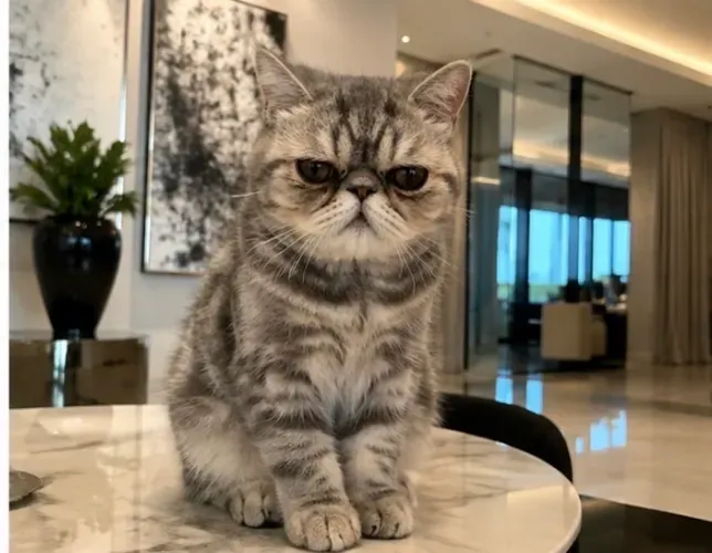 Gato persa exótico macho