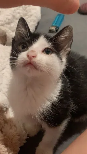 Estou Doando Este Gatinho Macho