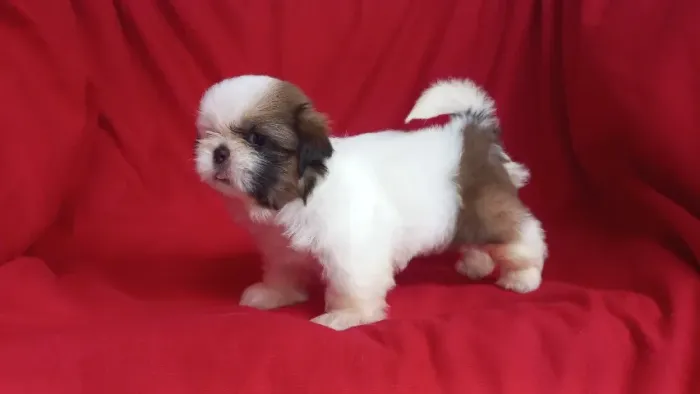 shih tzu machos na cor dourada