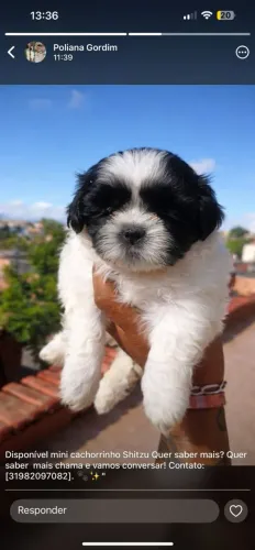 Vende de se lindos cachorro o puro Shit-zhu ?