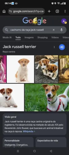 Estou vendendo um filhote macho 