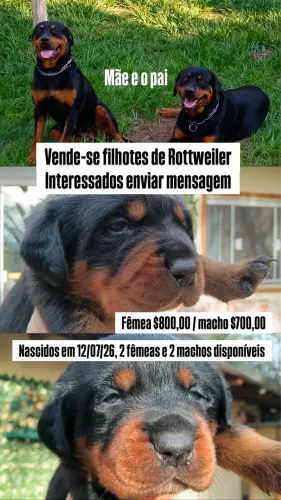 Cachorro Rottweiler