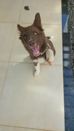 Filhote Border Collie - Fêmea - 3 meses