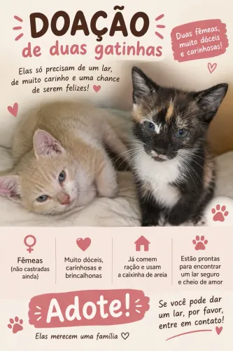 Gatinhas pra doação