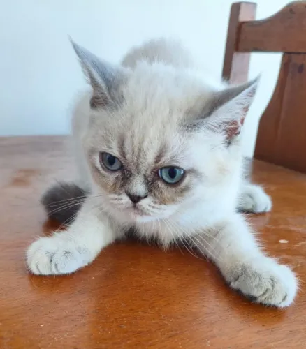 Gatinho persa exótico a pronta entrega 