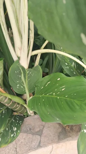 Plantas